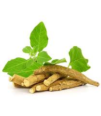 Ashwagandha sticks 100 Gms