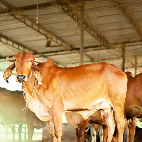 Native desi cow standing in the cattle shed